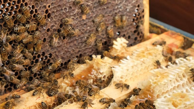 De varroamijt, de Aziatische hoornaar en het natte en koude voorjaar in 2024 zijn oorzaken van verhoogde sterfte van bijenkolonies.