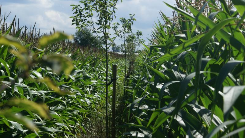 Boeren kunnen een subsidie aanvragen voor de aanplant van een boslandbouwsysteem bij het Agentschap Landbouw en Zeevisserij.