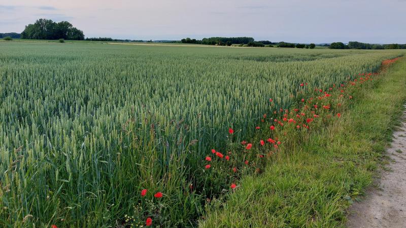 Het LCG waarschuwt dat op de aren van tarwe in bepaalde regio’s bladluizen worden waargenomen.