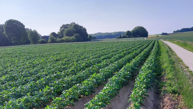 De Belgapomnotering daalde sterk op 13 juni.