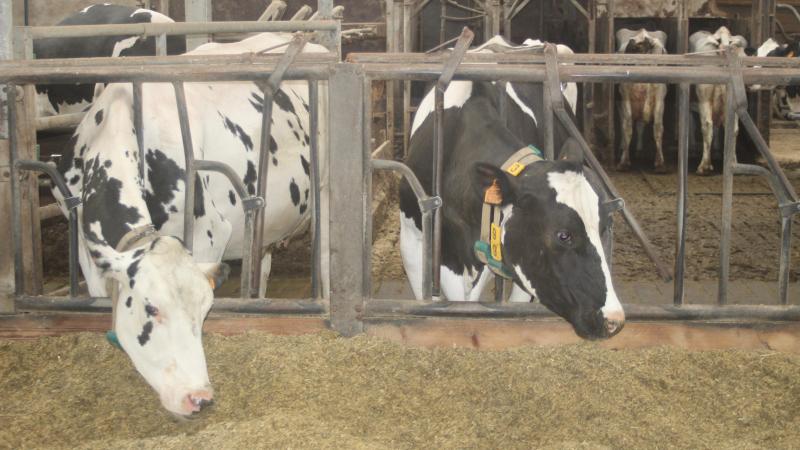 Het ontslagnemende Nederlandse kabinet zal definitief de rekenkundige ondergrens van 1 mol per hectare per jaar invoeren.