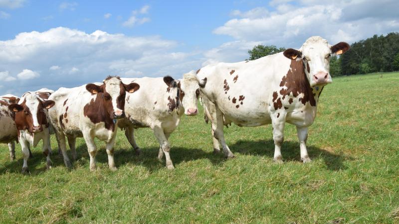 FarmFocus is een uiterst objectieve bedrijfsrisicoanalyse, die niet alleen naar de koeien kijkt, maar ook naar alles wat daarrond zit en het succes van het bedrijf bepaalt.
