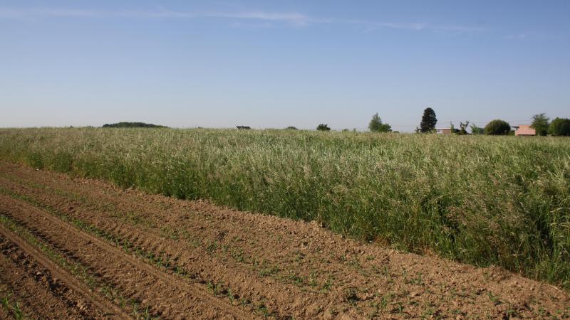 Gras zoals het nu - half juni - gemaaid wordt. Een later bloeistadium bevat meer celstof en is dus beter geschikt voor het doorsneehobbypaard of de doorsneepony.
