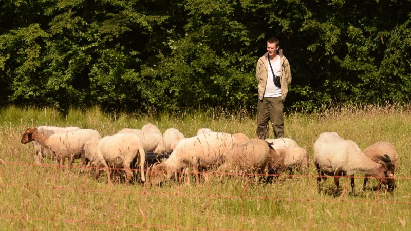 Een kudde van 19 Drentse Heideschapen wordt op Campus De Nayer ingezet om groenzones te onderhouden.