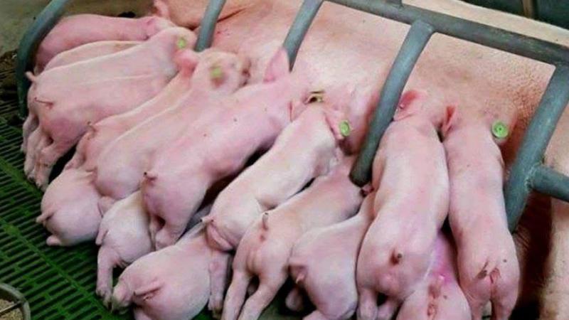 DanBred-klanten in Denemarken een behaalden een gemiddelde van 36,2 gespeende biggen per zeug per jaar.