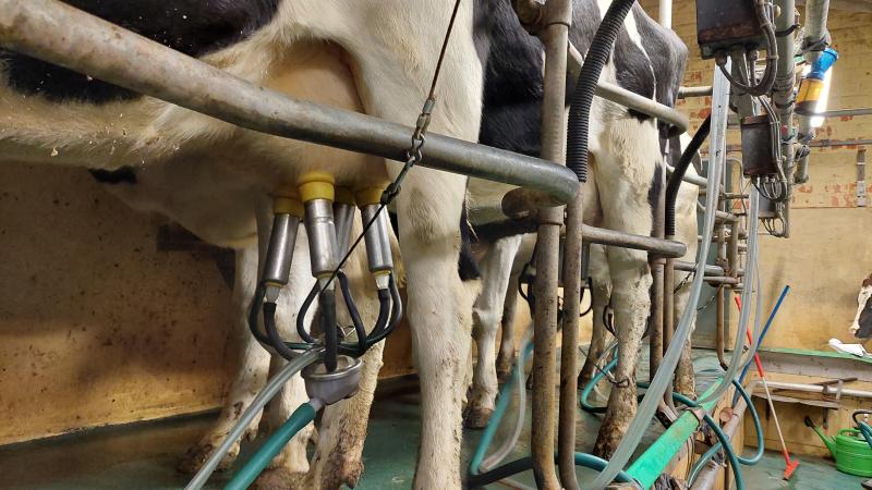Onder meer dankzij de stijging van de melkprijs en dankzij een betere opbrengst van de koeien en de kalveren steeg de semibrutowinst met iets meer dan 23%.