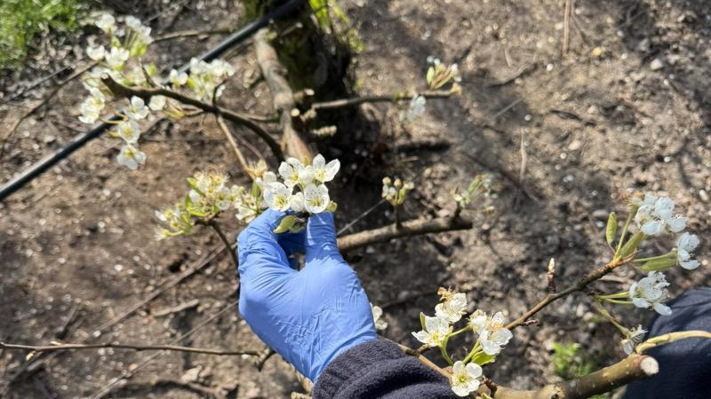 Sinds 2023 voert de Nationale Opsporingseenheid (NOE) van het FAVV onderzoek naar het illegale gebruik van streptomycine in de perenteelt.