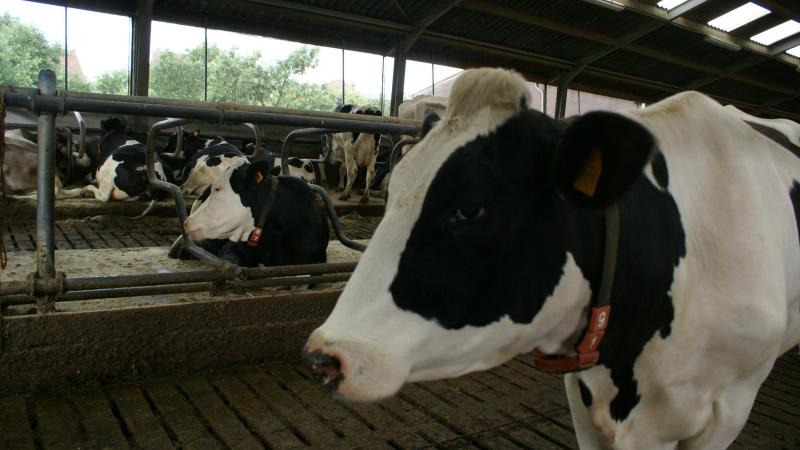 De investering van AIF moet de sensortechnologie van VOCSens beter ontsluiten voor de veehouderij.