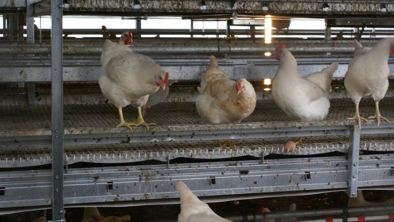 Empro produceert onder andere veevoeder voor de pluimveesector.