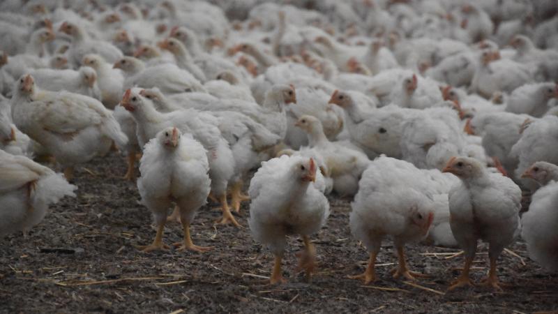 Voor het eerst zijn in 2024 de resultaten gepubliceerd van het antibioticagebruik bij melk- en vleesvee, kalkoenen en bij alle categorieën van kippen in de vlees- en legkolom.