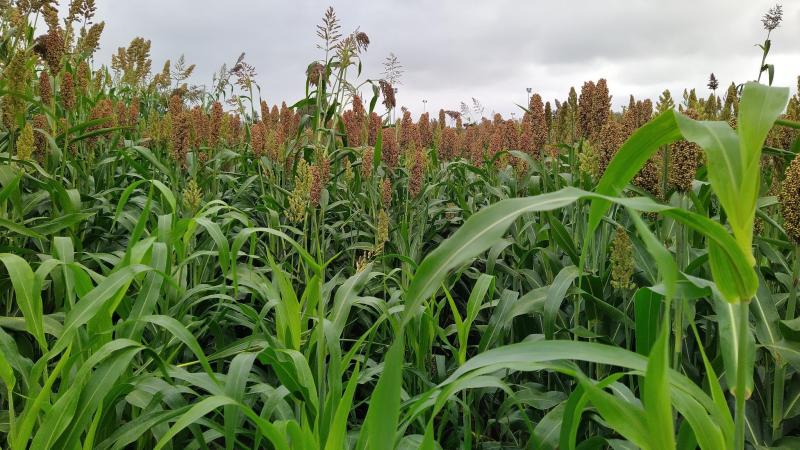 Sorghum gaat efficiënter om met water en kan naast snijmaïs en gras opgenomen worden in het ruwvoederrantsoen.
