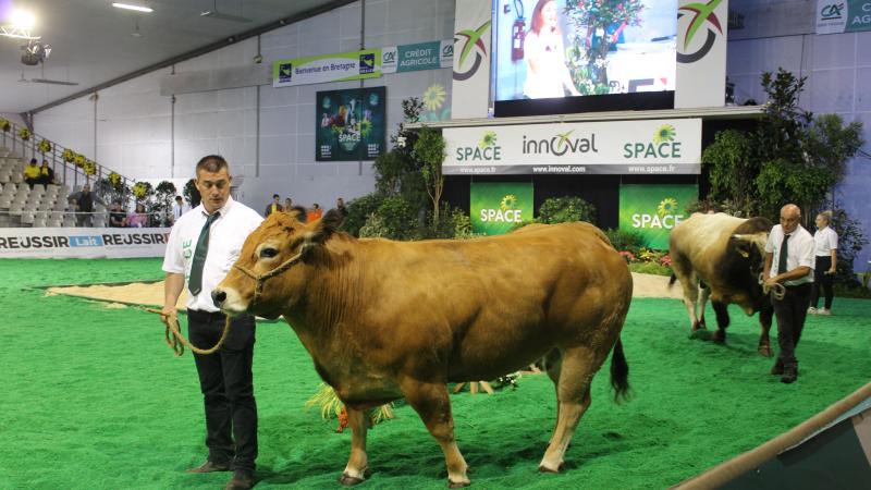Als alles goed gaat, worden er opSpace dit jaar 530 stuks runderen van 13 rassen gekeurd, naast 150 schapen en geiten van 11 rassen.