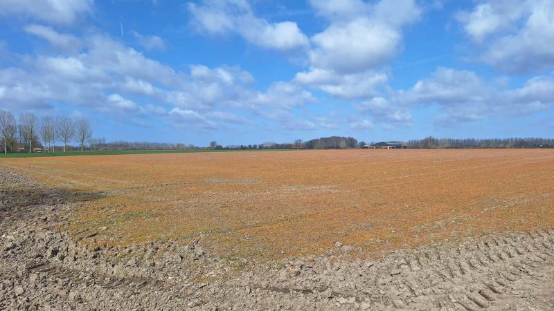 Professionele gebruikers mogennog steeds glyfosaat aanwenden, maar dat is voor velen een doorn in het oog.