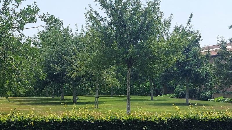 Hoogstammige fruitbomen dragenbij aan een duurzame landbouw die inzet op diversificatie, toerisme en korteketenproducten.