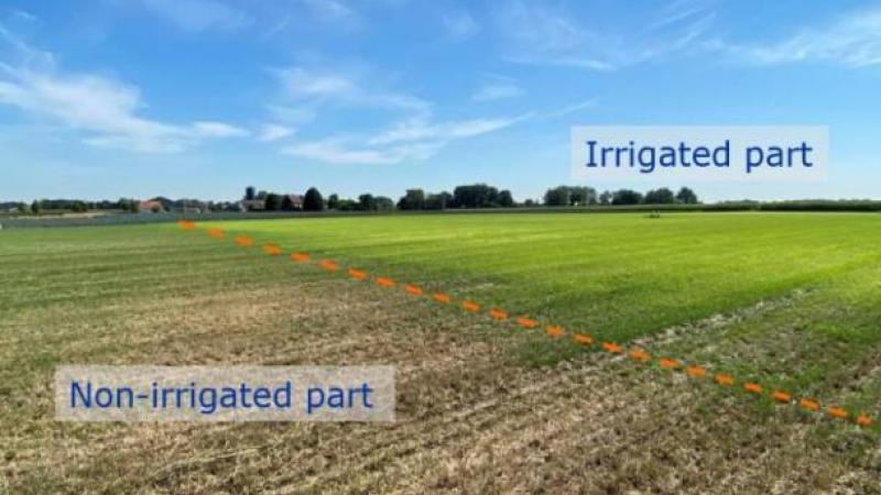 Tijdens de droge zomer van 2022 was het gras veel groener op het deel van het veld waar de onderzoekers subirrigeren met gezuiverd afvalwater.