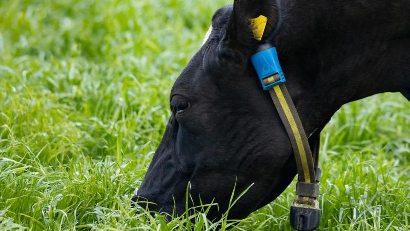 Bij rundvee kan een halsbandsensor die het herkauwgedrag volgt heel snel een besmetting met het blauwtongvirus aangeven.