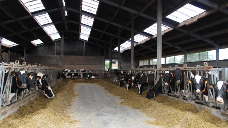 In een eerste fase zal RefWel focussen op de 3 grootste categorieën van landbouwdieren in Vlaanderen: pluimvee, rundvee en varken.