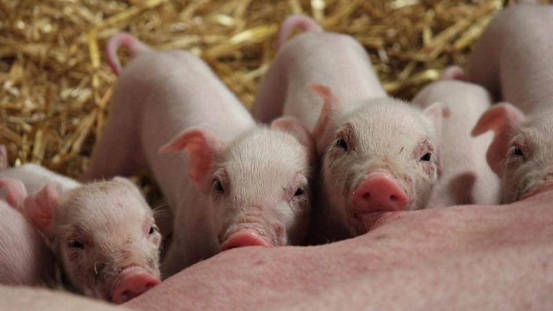 De parvovariant die gevonden is bij de Nederlandse biggen lijkt genetisch het meest op een parvovirus dat in 2012 is gevonden in enkele monsters van ontlasting van vossen in Nederland.