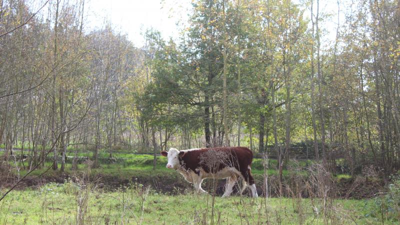 “De vrijwaring van het agrarische gebied van aankopen voor natuur en bos was belangrijk tijdens de boerenprotesten van 2024”, stelt Lode Ceyssens, voorzitter van Boerenbond.