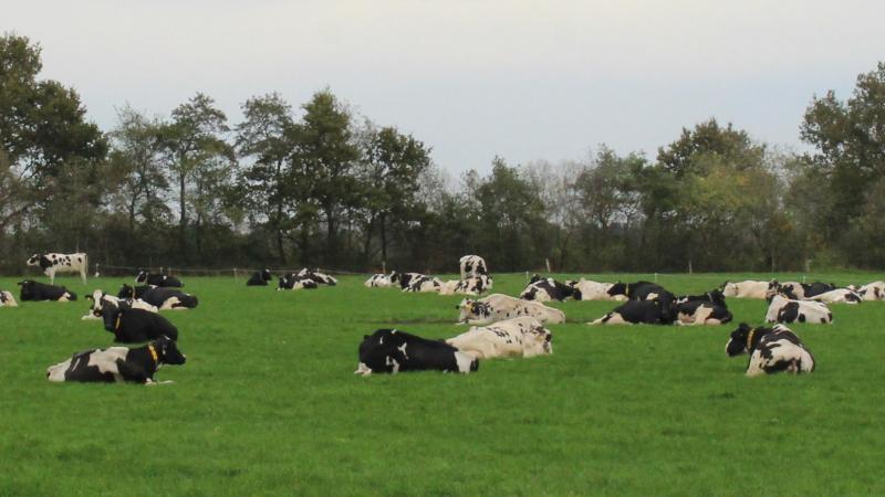 Wilde vogels en de import van Amerikaanse producten die rauwe melk bevatten, zijn potentiële routes voor de introductie van het hoogpathogene aviaire influenzagenotype (HPAI) in Europa.