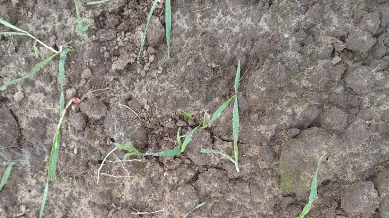 Schade aan andere landbouwgewassen dan maïs en fruitteelt, zoals hier in granen, komt niet meer in aanmerking voor een bestrijdingsvergunning.