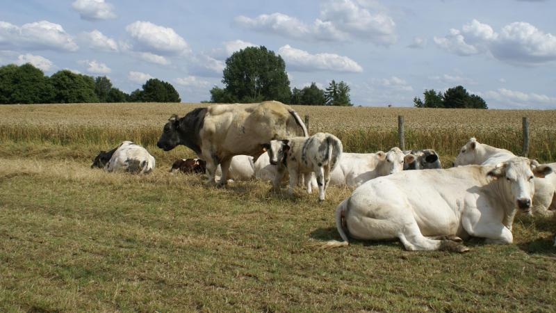 De prijzen voor witblauwe runderen blijven volgens Coevia stabiel.