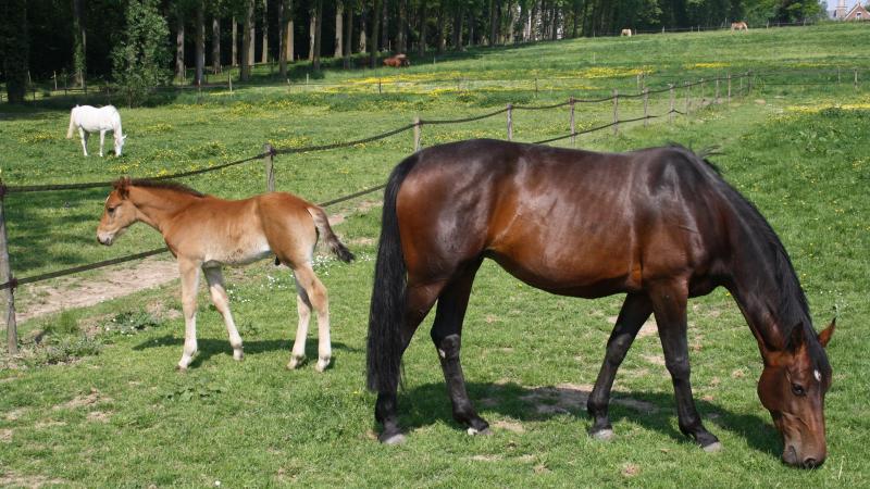 Op een manege in Lokeren is een geval van de besmettelijke paardenziekte equine infectieuze anemie (EIA) vastgesteld.