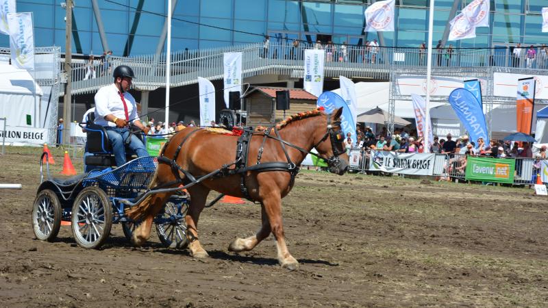 Gedurende 4 dagen kun je rondom de Grote Ring genieten van heel wat paardenspektakels.