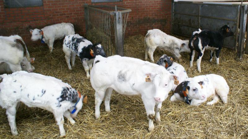 Coevia meldt dat de prijzen voor BWB-kalveren ongewijzigd blijven.