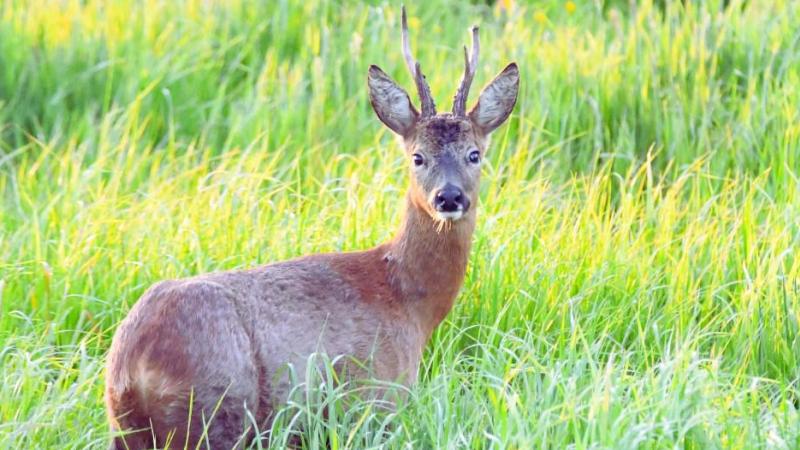 Jachtvereniging Hubertus Vereniging Vlaanderen vraagt weggebruikers tijdens de zomermaanden op te letten voor overstekend wild.