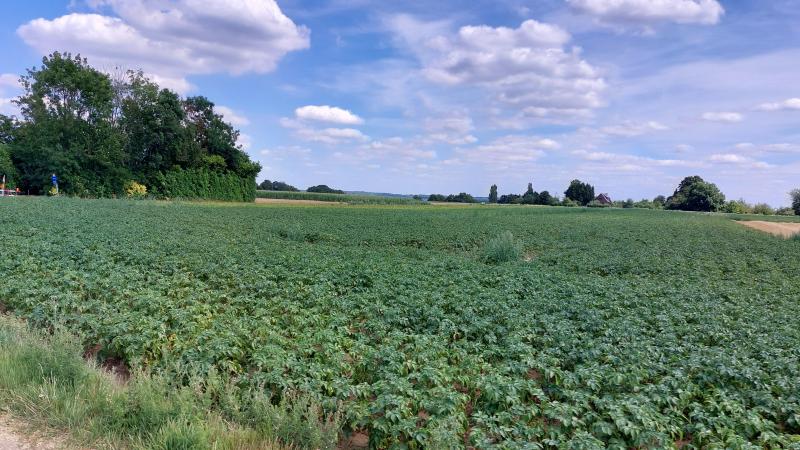 Belgapom noteert op 25 juli een prijs van 50 euro/ton (zonder BTW) voor vroege aardappelen.