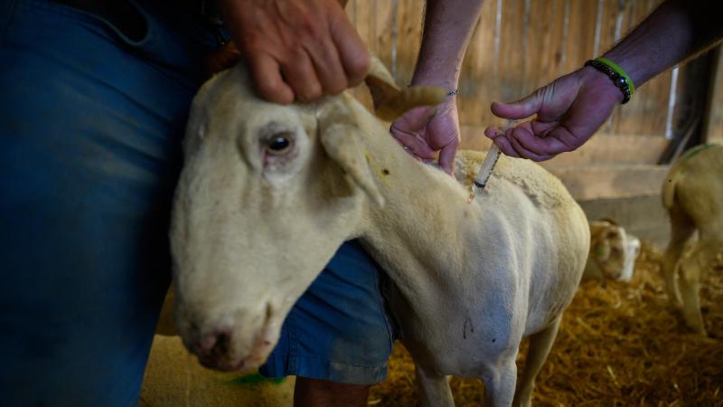 Er wordt een subsidie voorzien om je schapen en runderen te laten vaccineren tegen blauwtong en de epizoötische hemorragische ziekte.