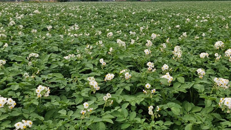 Belgapom heeft op 1 augustus een notering van 15 euro/ton (zonder BTW) voor vroege aardappelen.