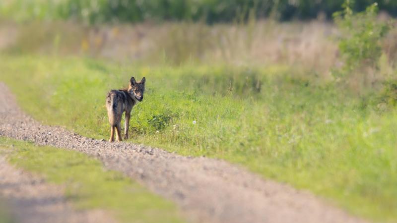 De organisatie Welkom Wolf dagvaardt de Vlaamse regering omdat die de wolf in Vlaanderen niet voldoende zou beschermen.