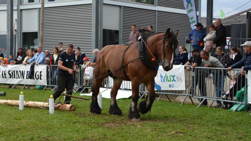 Maandag 28 juli was voorbehouden voor het recreatiegedeelte van het Ardens trekpaard, met onder meer een trek- en sleepproef waarin het met een vracht allerlei hindernissen moet proberen te passeren.