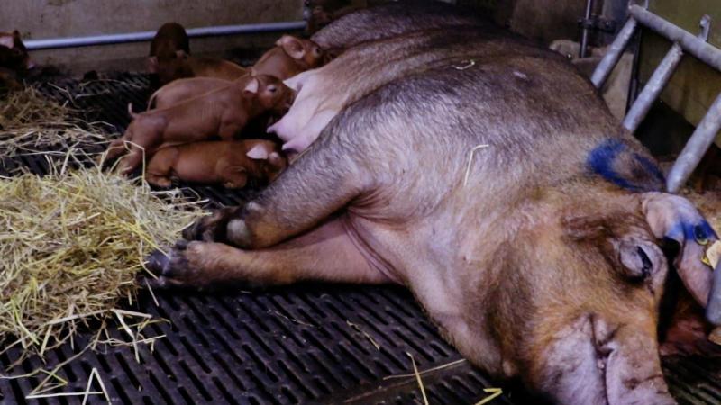 Stro als verrijkingsmateriaal voor zeug én biggen in vrijloopkraamhok.