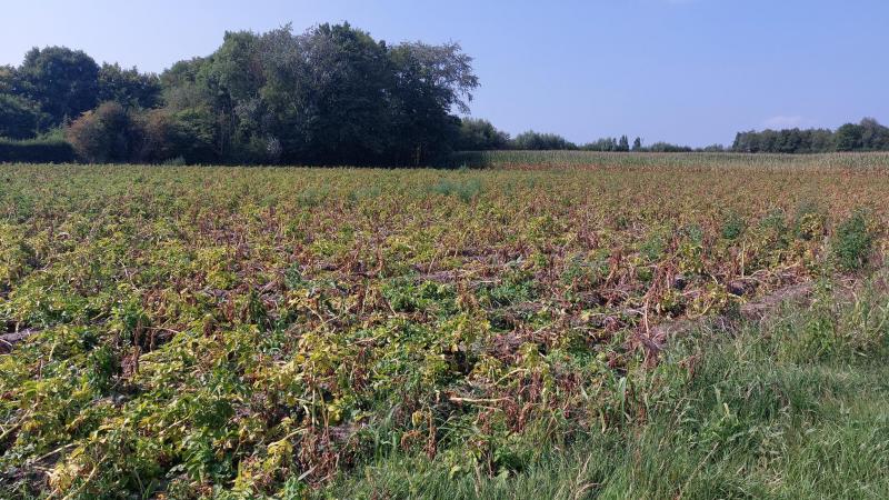 Deze week is er geen Belgapomnotering voor vroege aardappelen wegens een gebrek aan transacties.