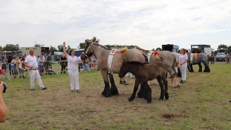 Kampioenschap merries met veulen: op de voorgrond Quelle Dame van de Parelhoeve, een van de deelneemsters van de familie Marnick Elize Virgini Van Buggenhout.