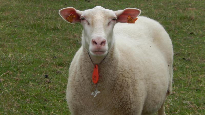 Het Belgisch melkschaap geeft veel melk en is zeer vruchtbaar.