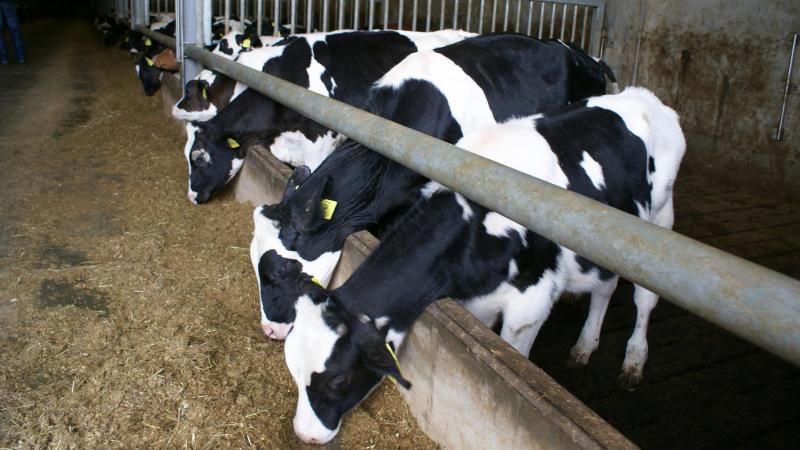 Als de kalversector 14% ammoniakemissiereductie niet haalt tegen einde 2026, riskeren individuele kalverbedrijven die geen 15% ammoniakemissiereductie gehaald hebben nutriëntenemissierechten (NER’s) te verliezen.