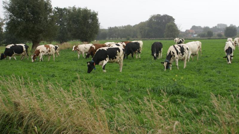 Door middel van beweiding kan je (deels) je ammoniakuitstoot onder het uitstootplafond (de PAS-referentie 2030) van je bedrijf krijgen.