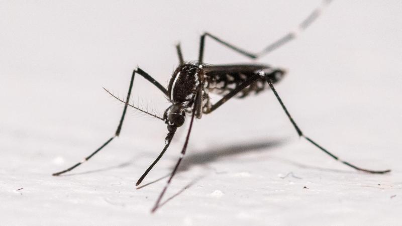 Help Sciensano om de verspreiding van de tijgermug in kaart te brengen. Zie je een tijgermug, neem dan contact op met het burgermeldpunt MuggenSurveillance.