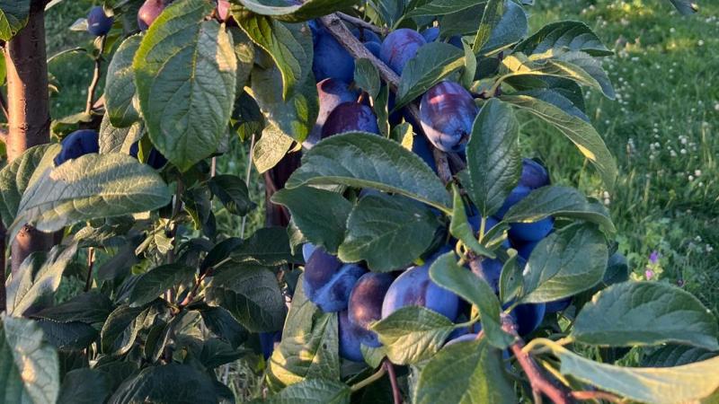 De totale productie van Belgische BelOplum-pruimen wordt dit jaar geschat op 200.000 kg.