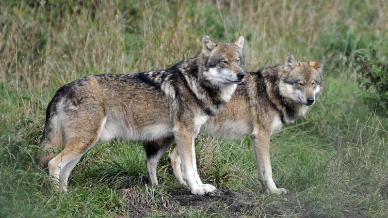 In Limburg zijn de voorbije weken een aantal pony’s doodgebeten door de wolf, aanleiding voor crisisoverleg tussen de betrokken gemeenten, de provincie en het Agentscap Natuur en Bos.