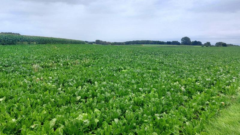 Op sommige percelen is de aantasting door Cercospora de laatste week van augustus sterk toegenomen.