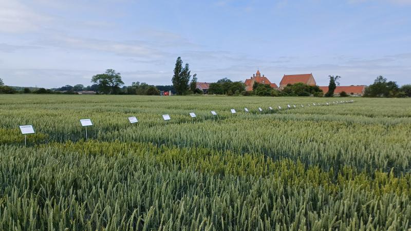 Het LCG beproefde 31 rassen wintertarwe in het seizoen 2024 - 2025.