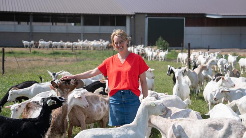 De vraag naar biologische geitenmelk neemt geleidelijk opnieuw toe.