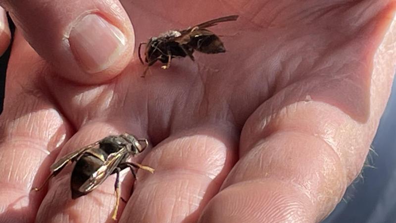 Tijdens de Insectenzomer, de jaarlijkse campagne van Natuurpunt die loopt van 1 juni tot en met 31 augustus, werden dit jaar een recordaantal van 2,2 miljoen insecten gemeld.