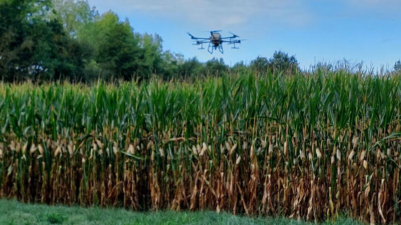 In Heist-op-den-Berg werd een groenbedekker uitgezaaid met een drone boven ongeoogste maïs.