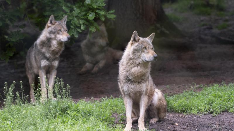 De Waalse Overheidsdienst (SPW) heeft een wolvenkoppel waargenomen in een bos in het Luxemburgse Anlier.